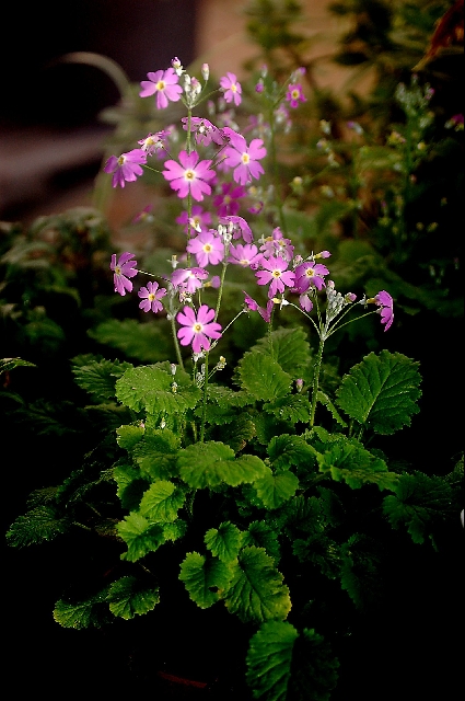 Primula malacoides